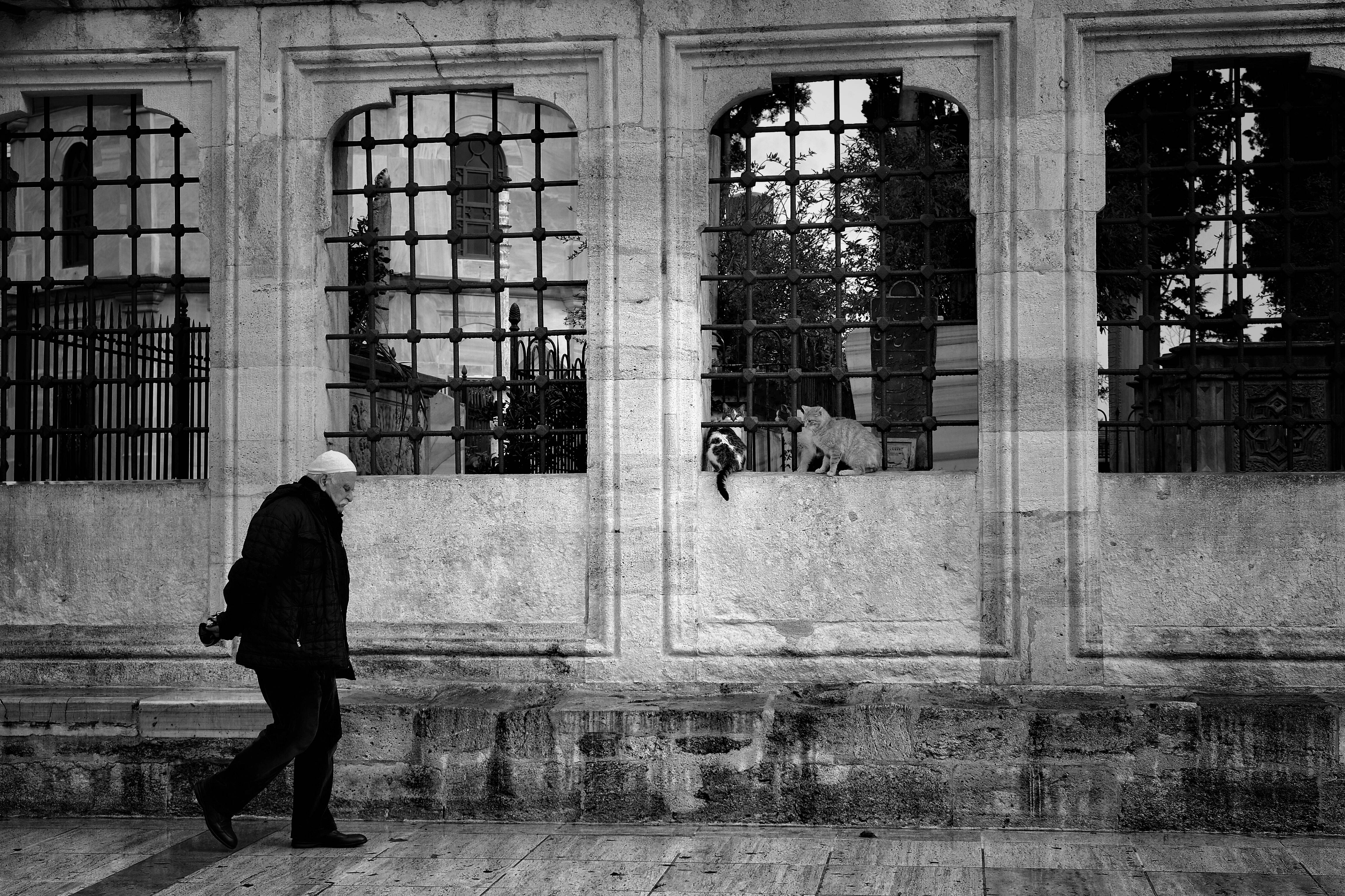 image representing I gatti di Istanbul