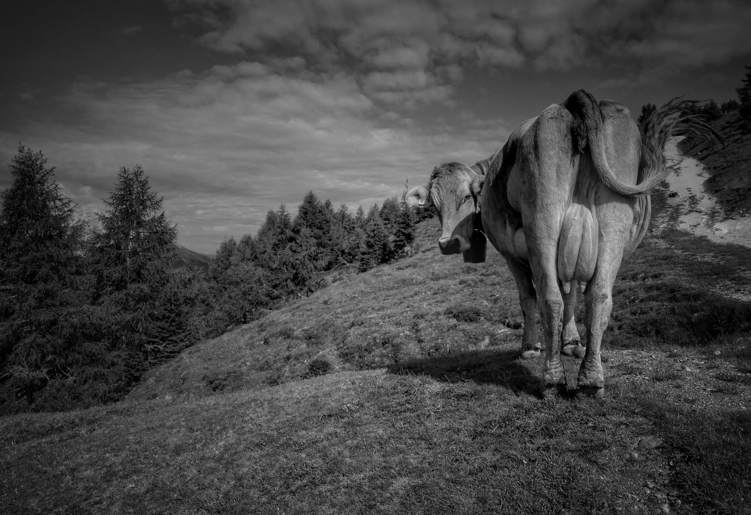 image representing La vacca che venne colta di sorpresa